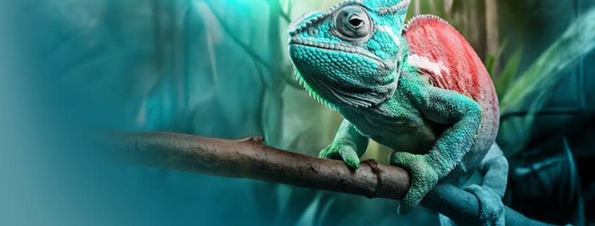 Change Management: Ein türkis-rot gefärbtes Chamäleon sitzt auf einem Ast vor verschwommenem, türkisfarbenem Hintergrund – symbolisiert Anpassungsfähigkeit und Transformation im Change Management.