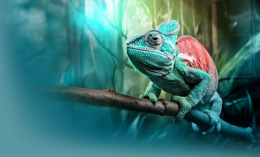 Change Management: Ein türkis-rot gefärbtes Chamäleon sitzt auf einem Ast vor verschwommenem, türkisfarbenem Hintergrund – symbolisiert Anpassungsfähigkeit und Transformation im Change Management.